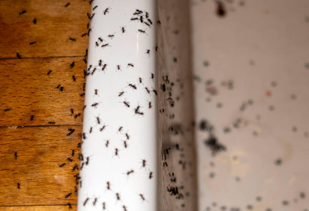 Best Residential Pest Control  in Umatilla, FL