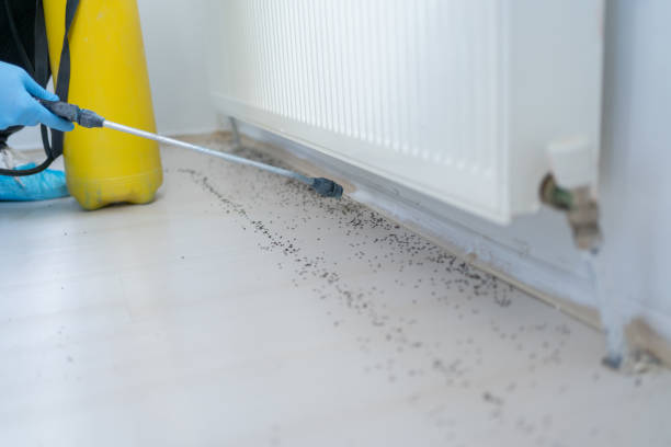 Trusted Umatilla, FL Pest Control Experts